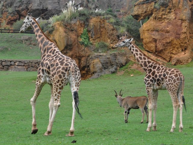 Cantabria - Parque Cabárceno - Jirafas