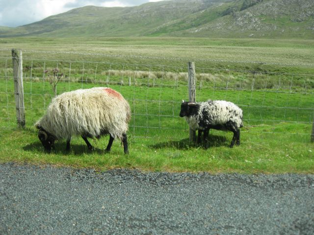 Irlanda - Connemara - Ovejas
